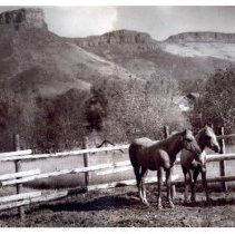 Lu Holland's Palominos horses