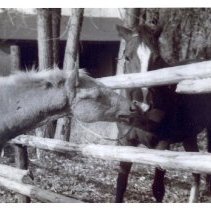 Lu Holland's Palominos