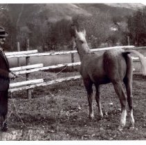 Lu Holland leading his Palomino