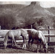 Lu Holland's Palominos in Golden