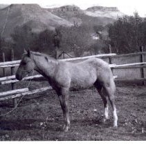 Lu Holland's Palomino