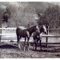 Lu Holland's Palominos in Golden