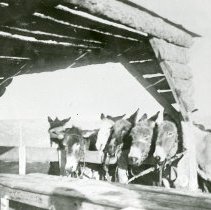 Burros atop Castle Rock