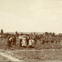 Truelsen family berry patch