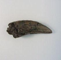 1874 T. rex tooth cast