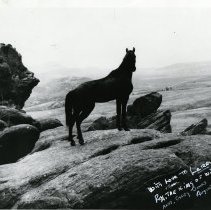 Rex King of the Wild Horses at Red Rocks