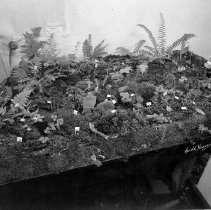 Bird & Tree Garden Club Flower Show