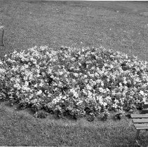 Flower Bed