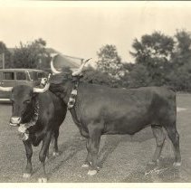 School of Education Picnic - Cattle