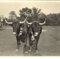 School of Education Picnic - Cattle