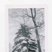 Snowy Tree