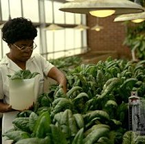 Woman gathering plants