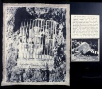 Erie - Place of the Puma