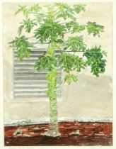 Papaya, Merida, Yucatan, Mexico