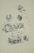 Sketches of Cats