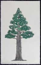 White Pine