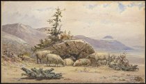 Sheep Grazing in a Rocky Pasture