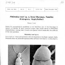 Philonthus roeri sp.n. from Okavango, Namibia