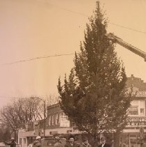 Erecting Benson Christmas Tree