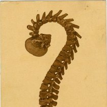 The Osteopathic Question