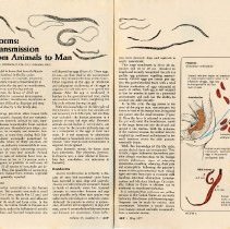 Worms: Transmission from Animals to Man by Gary R. Johnson, D.V.M., D.O.