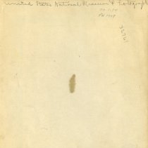 Dirt and staining on back of Smithsonian nervous system dissection photo