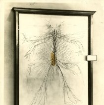 Nervous system dissection at Smithsonian photo
