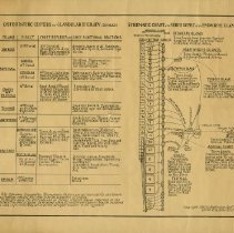 Schematic chart of nerve supply of endocrine glands 1932