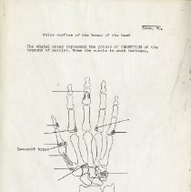 Diagram of the Volar Surface of the Hand Bones