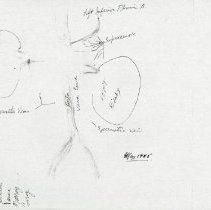 Kidneys Anatomical Drawings