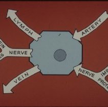 Decline of Mortality Slide