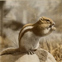 The Osteopathic Magazine, Vol. 24 No. 11