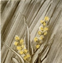 The Osteopathic Magazine, Vol. 27 No. 5