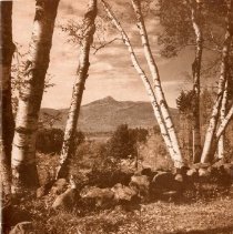 The Osteopathic Magazine, Vol. 34 No. 11