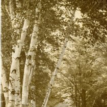 The Osteopathic Magazine, Vol. 36 No. 11