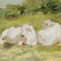 Chiaria Cows of Tuscany