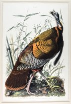 <i>Wild Turkey, Male</i> (1827), double elephant folio, John James Audubon