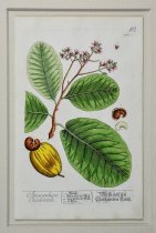 Cashew (Anacardium Occidentale)