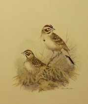 Western Lark Sparrow