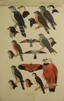 Image without overlay