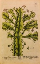 Euphorbium verum Antiquorum, Plate 339 from Herbarium Blackwellianum