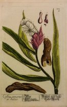Costus amarus et dulcis, Pl. 394 from Herbarium Blackwellianum