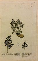 Adianthum album, Plate 219 from Herbarium Blackwellianum
