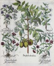 Staphylodendron, from Hortus Eystettensis, first edition?