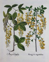 Anagyris Angustifoliis, Plate 8 from Hortus Eystettensis, first edition