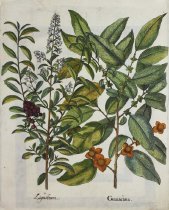 Guaiacana, Plate 13 from Hortus Eystettensis, second edition
