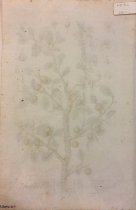 Prunus Sylvestris, Pl. 494 from Herbarium Blackwellianum