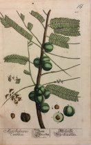 Myrobalanus Emblica, Pl. 400 from Herbarium Blackwellianum