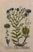 Aster Atticus Seu Inguinalis, Pl. 109 from Herbarium Blackwellianum