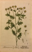 Matricaria, Pl. 192 from Herbarium Blackwellianum